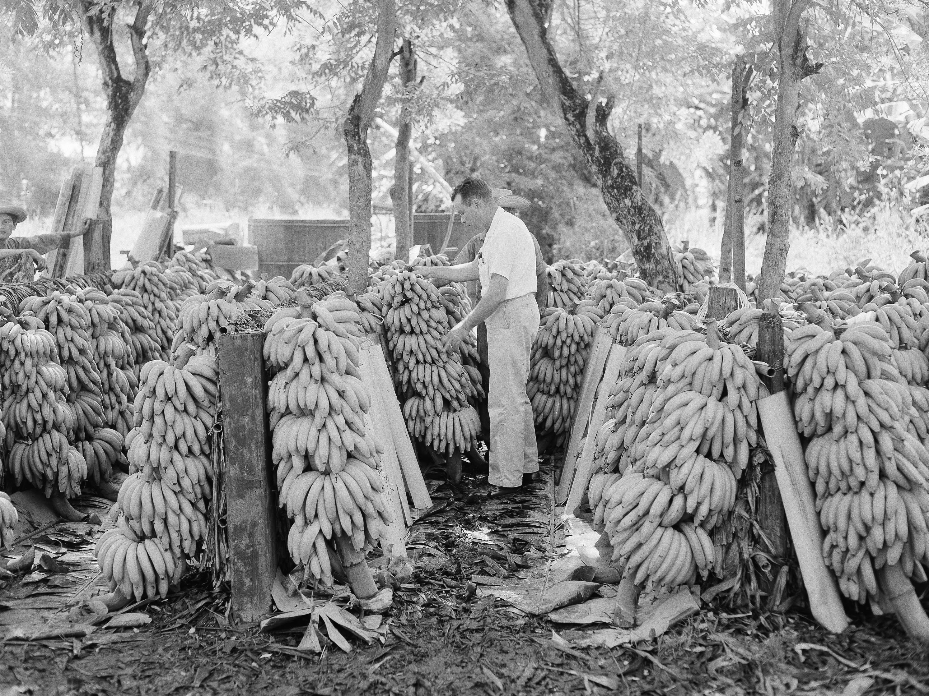 Reframing History: Bananas : Throughline : NPR