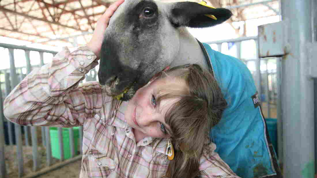 For Colorado 4-H Kids The Livestock Show Goes On Despite The Pandemic 1 danielle long wide 7ac878e4fe324257ec9865841df7f8aa7eeb70fa s1100 c15
