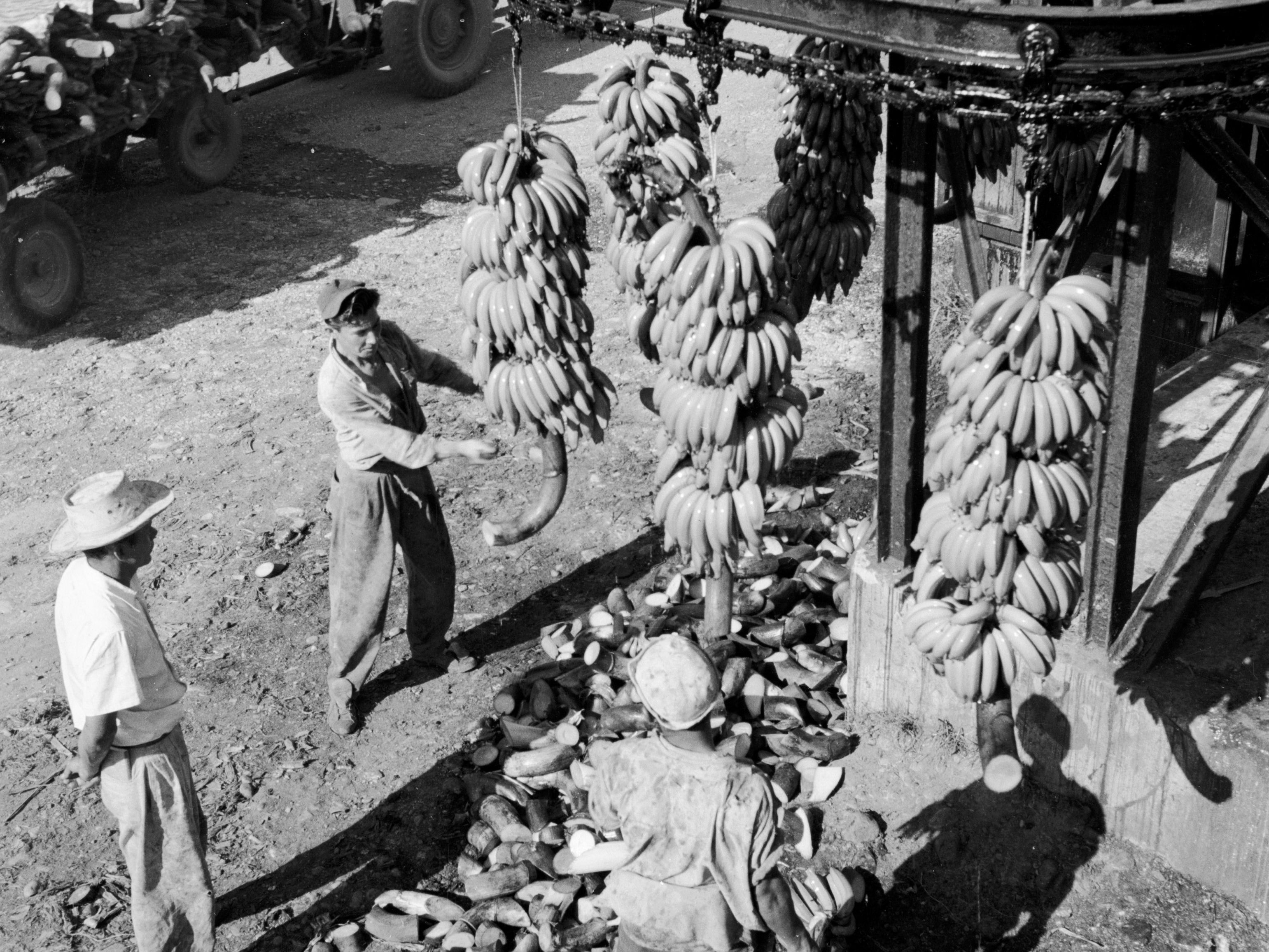 Reframing History: Bananas : Throughline : NPR