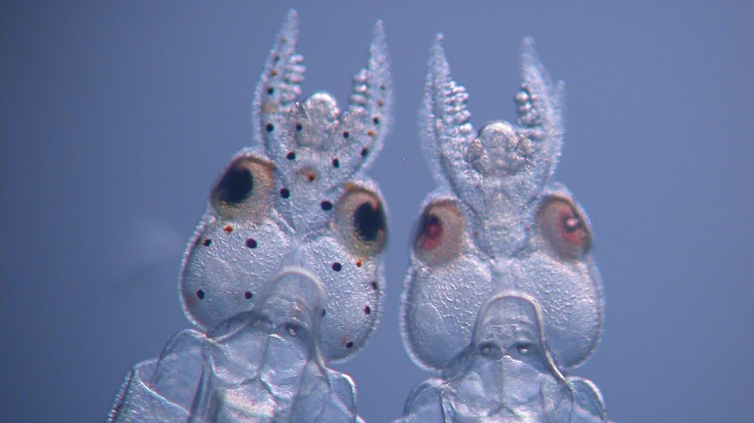 What The First Genetically Modified Squid Means for Science : Short ...