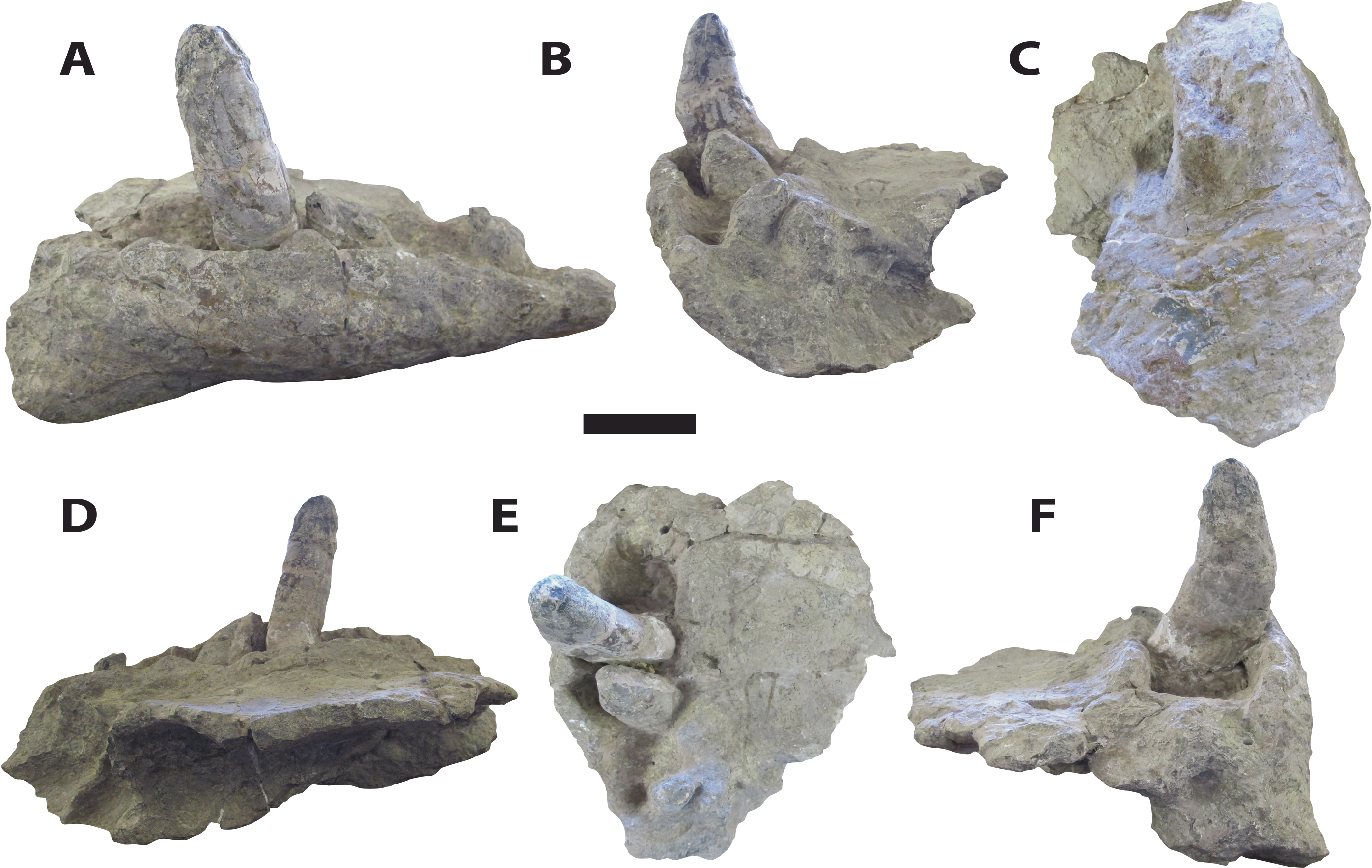 Deinosuchus – dinosauriacreatures