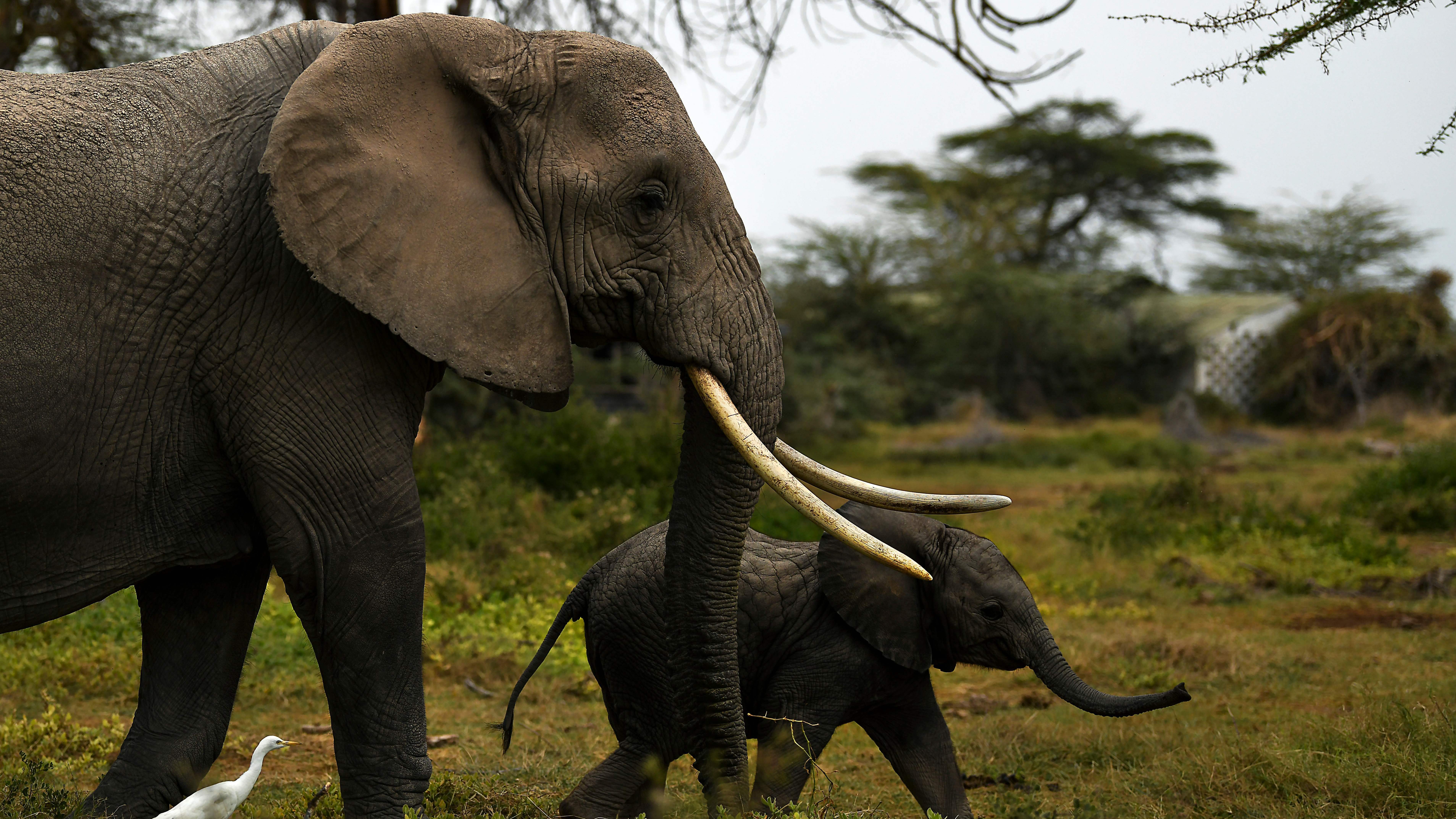 A mother elephant and her calf head for a nearby marsh at Kenya