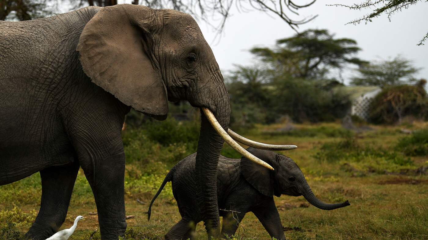 Kenya's Elephant Population Has Doubled Since 1980s : NPR