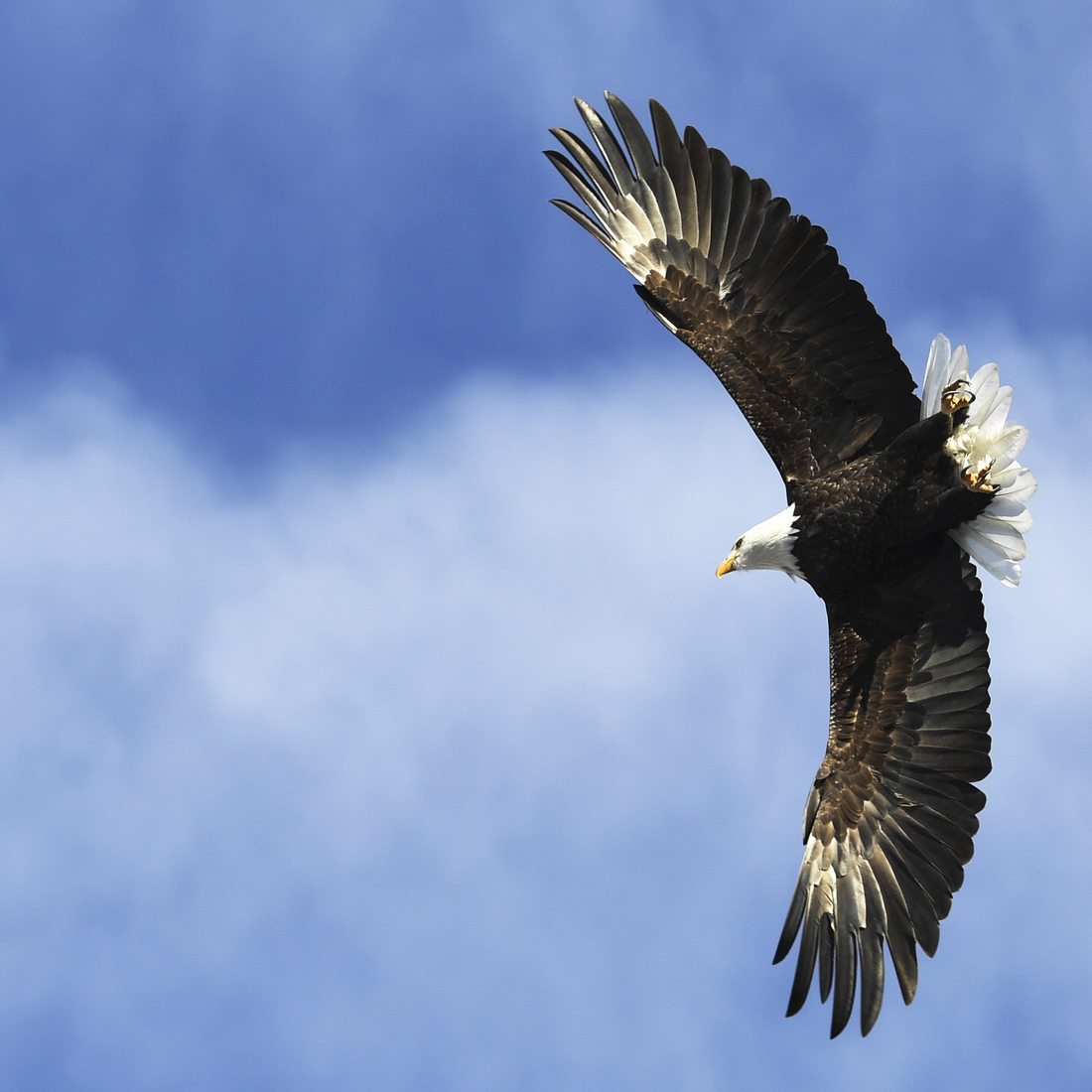 In Aerial Combat Over Lake Michigan, Eagles 1; Drones 0 NPR