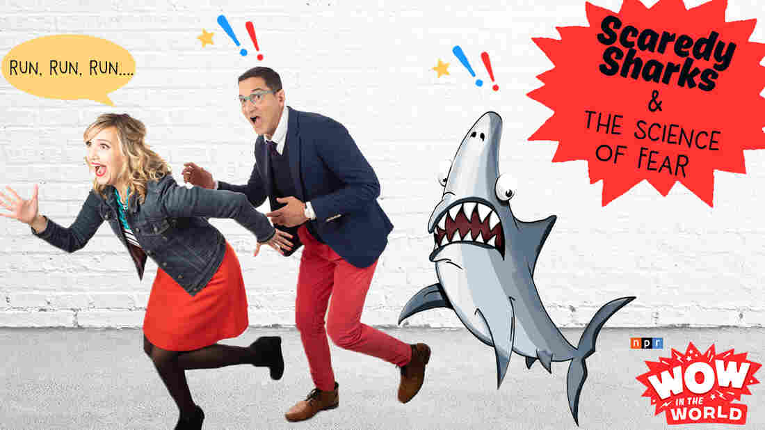 Heights? Darkness? Orcas? Turns out, everyone's afraid of something! Even the Great White Shark, the most fearsome predator in the seven seas! But afraid of what? And why? And how can this fear impact the rest of the ocean? Join Guy and Mindy as they head off to the season premiere of the Bruni Soto show to explore the Who, What, Where, Why, How and Wow in the World of fears!