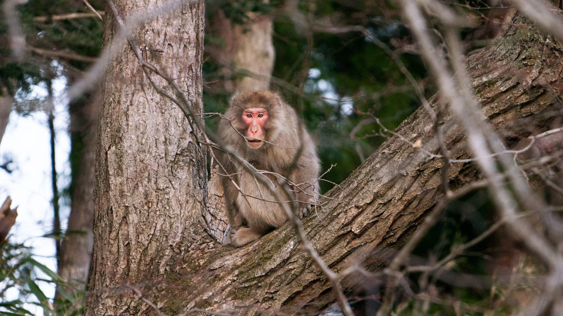 A macaque monkey in a tree in Fukushima prefecture. After the 2011 nuclear disaster, towns and neighborhoods in Fukushima were left devoid of humans for years, and nature started to reclaim the space.