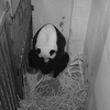 Smithsonian National Zoo's Giant Panda Gives Birth