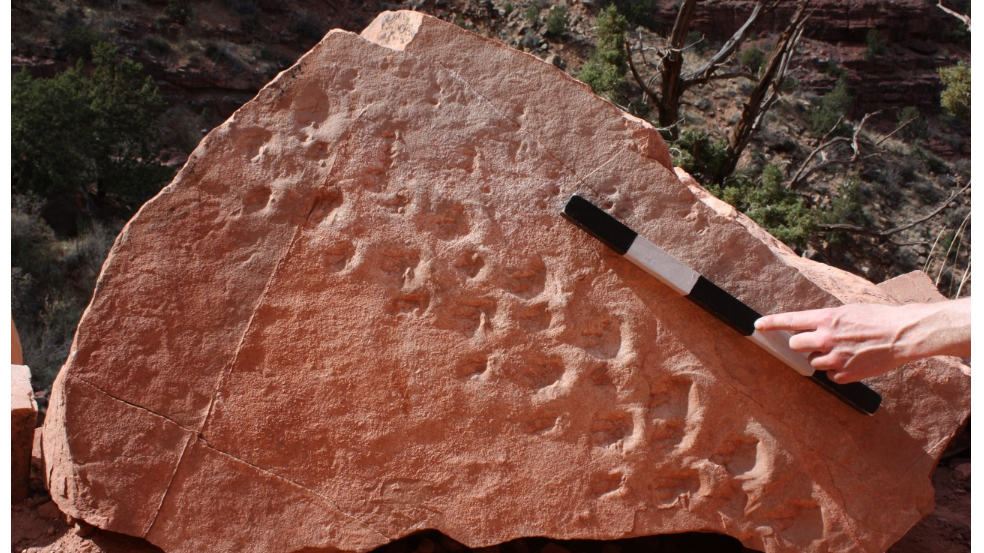 Fallen Boulder Reveals 313 Million-Year-Old Fossil Footprints At Grand Canyon thumbnail