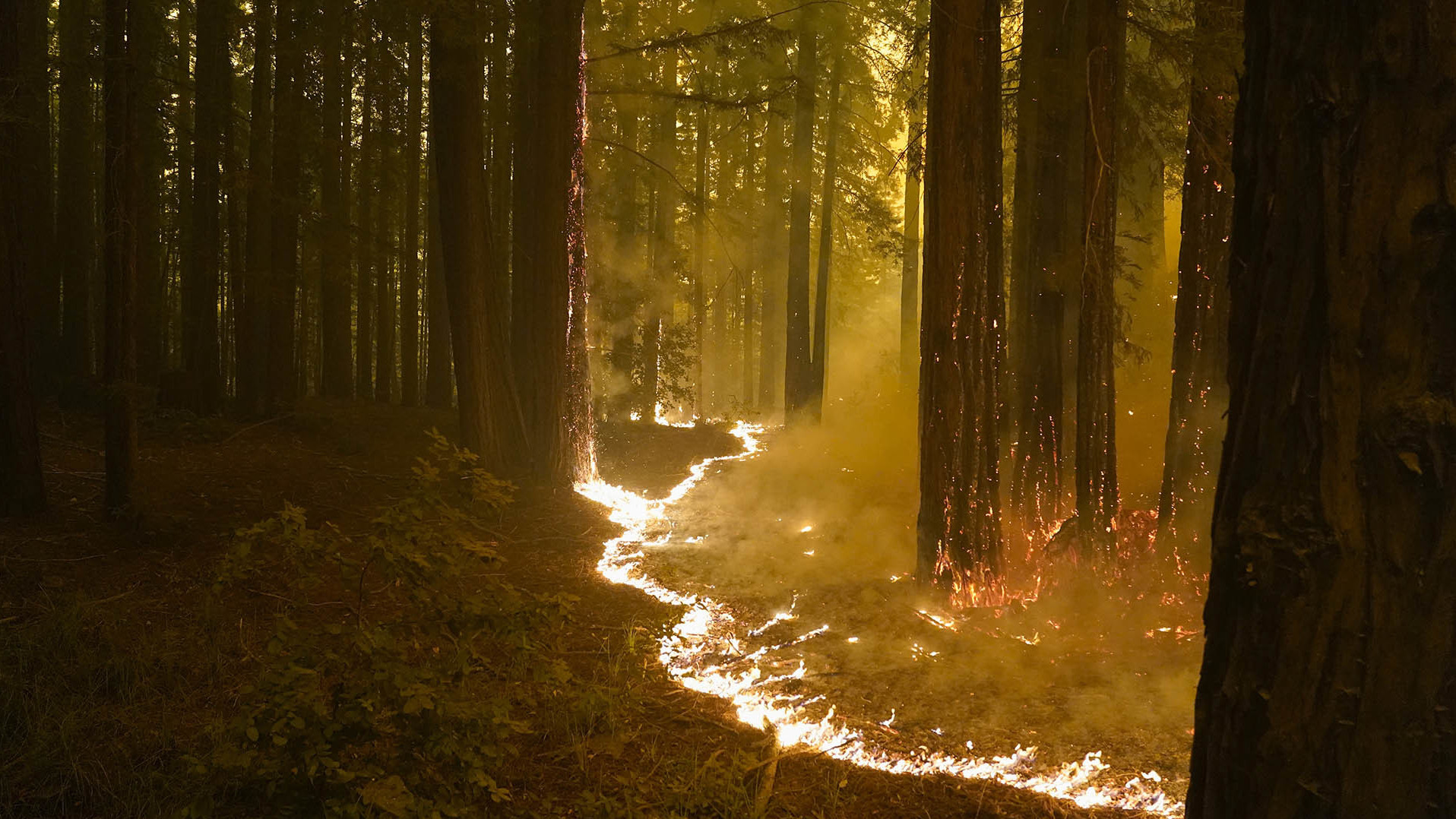 Wildfires Hit California's Redwoods And Condors, But There's Still Hope ...