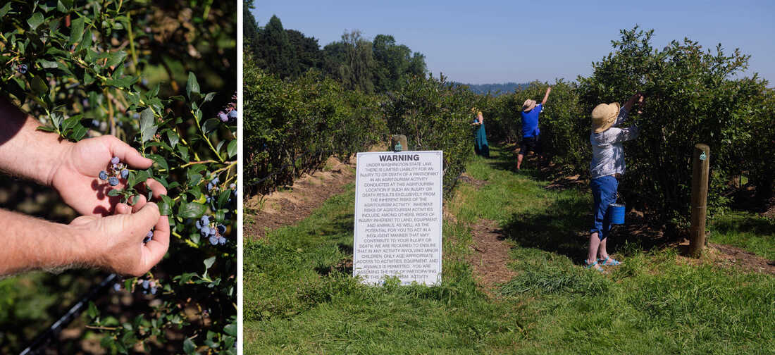 Photographer Chona Kasinger visited a blueberry-picking farm in the Snohomish river valley outside of Seattle.