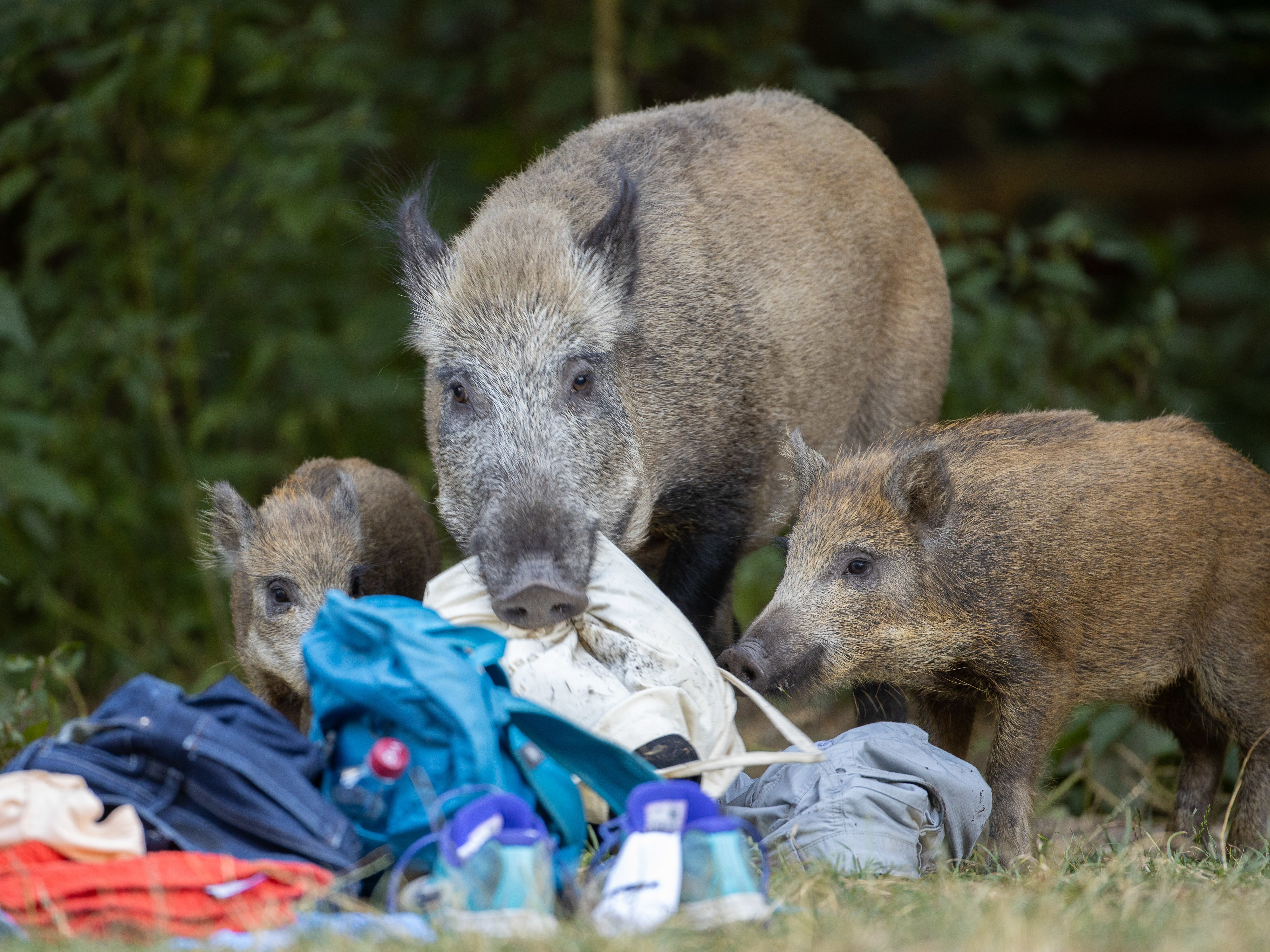 A wild boar and two of its young roam around Teufelssee, or Devil's Lake, in Germany in August. (dpa/picture alliance via Getty Images)