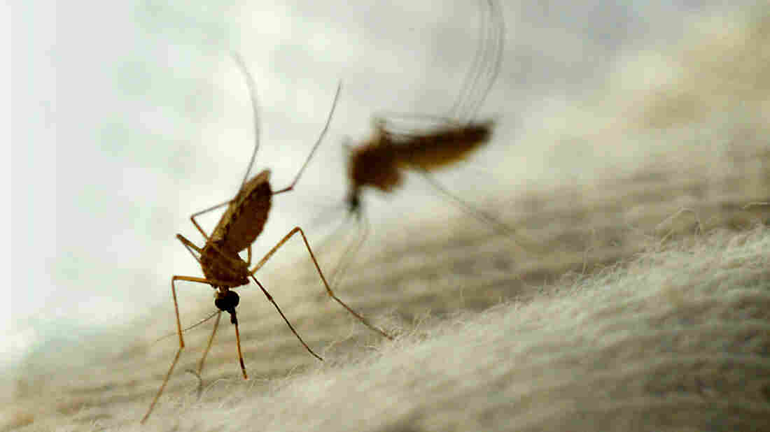 Mosquitoes captured for testing by the Vector Control District of Greater L.A. County to see if they are infected by the West Nile virus or any other.