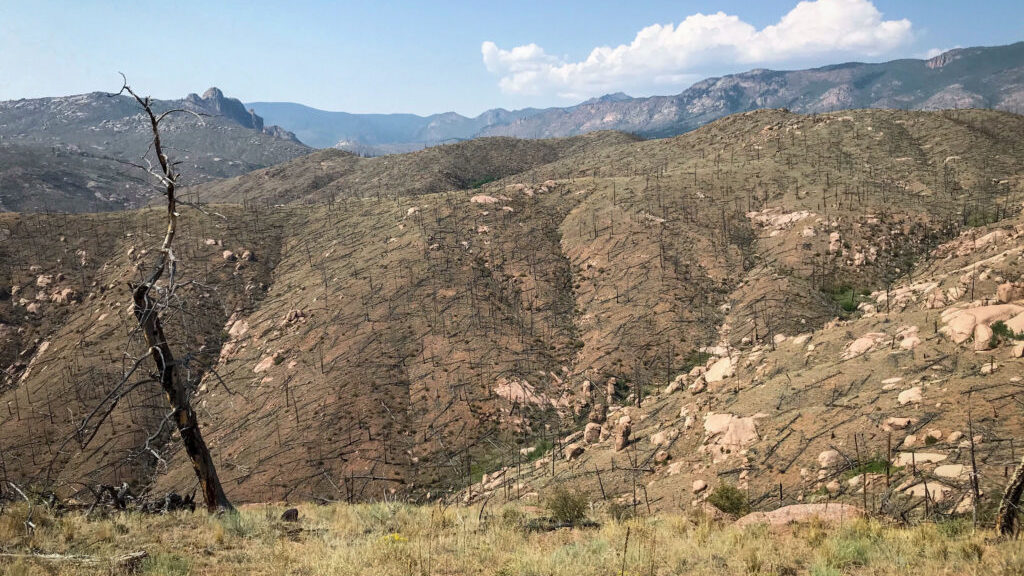 Nearly two decades after the 2002 Hayman fire in Colorado, this high-severity burn area near Cheesman Lake is still treeless. (CPR News)