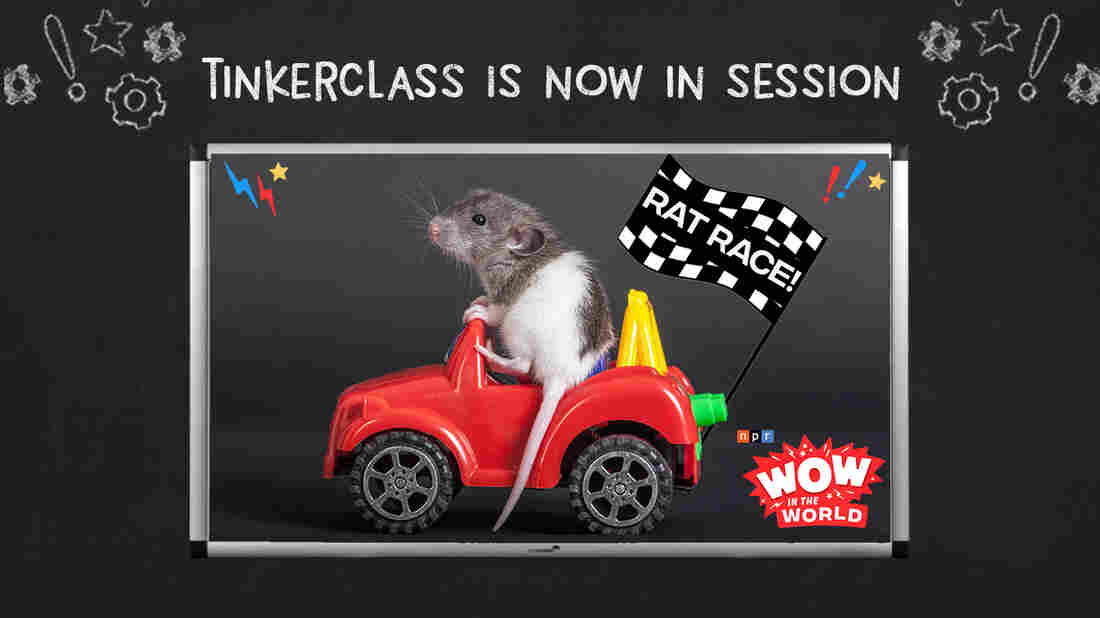 Lab rats, start your engines! What in the world happened when scientists created tiny rodent-sized cars and taught rats how to drive? And why in the world are these four-legged creatures using their newfound freedom to pick up Froot Loops? And how in the world can all of this benefit us humans?! The rat race is on, and Mindy and Guy Raz are taking you for a ride!