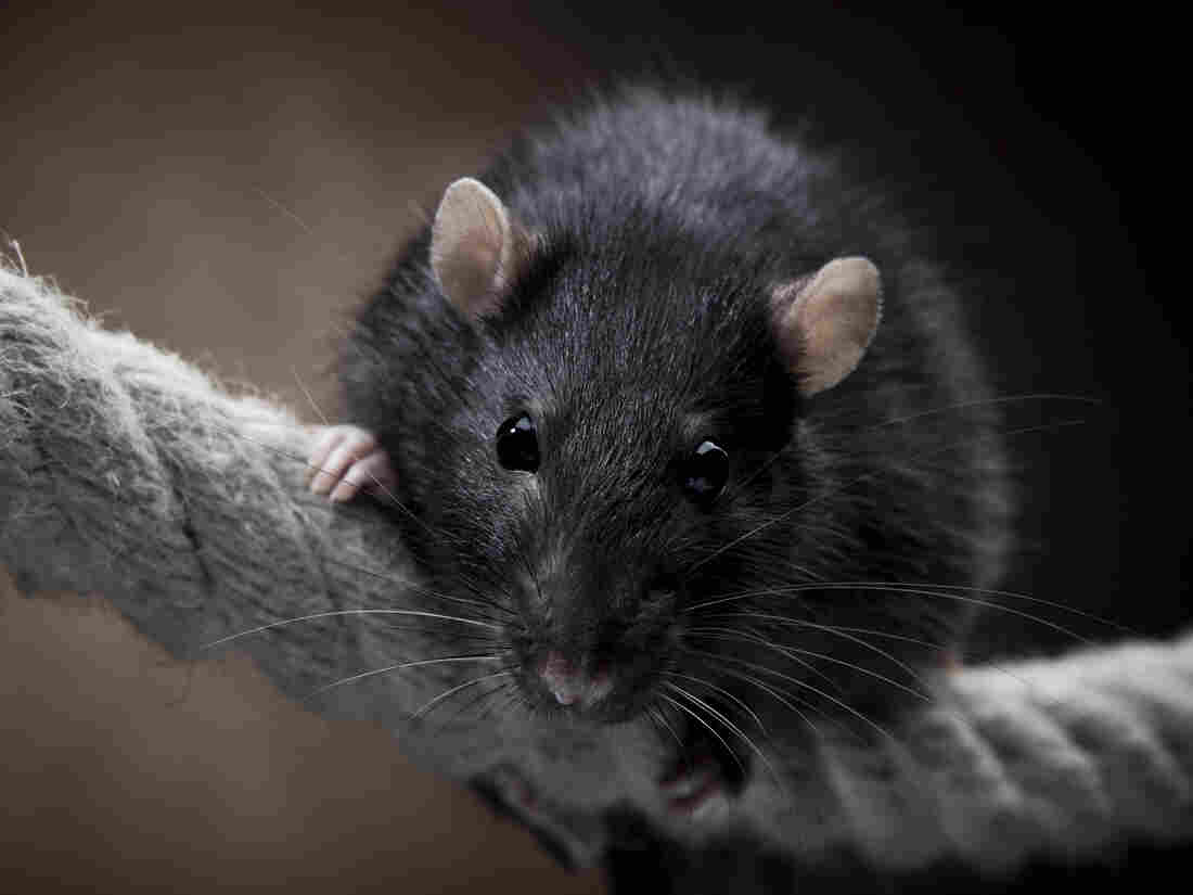 Funny rat on a rope