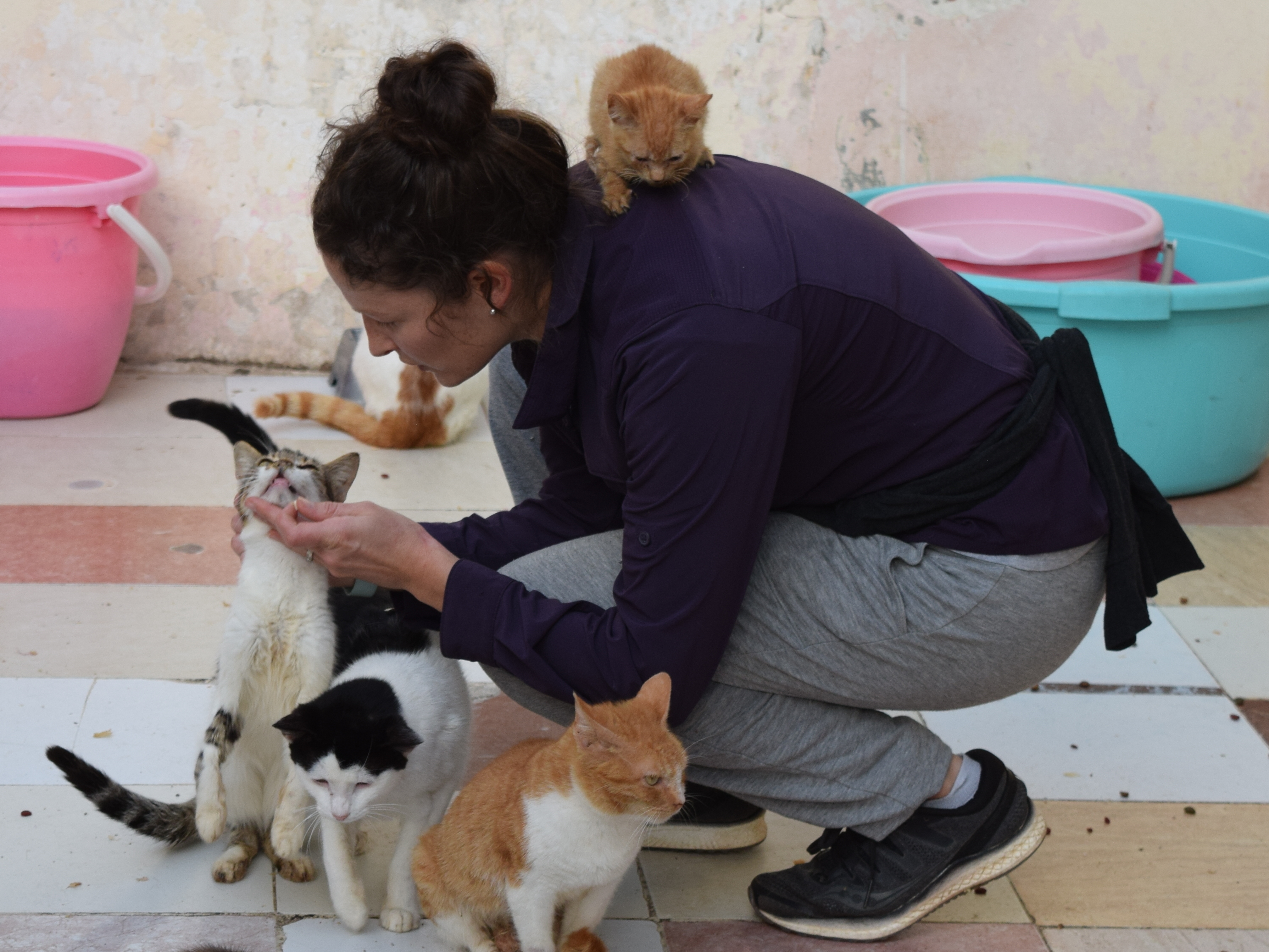 When You Spot A Stray, Who You Gonna Call? In Rabat, ADAN Is Likely The Answer