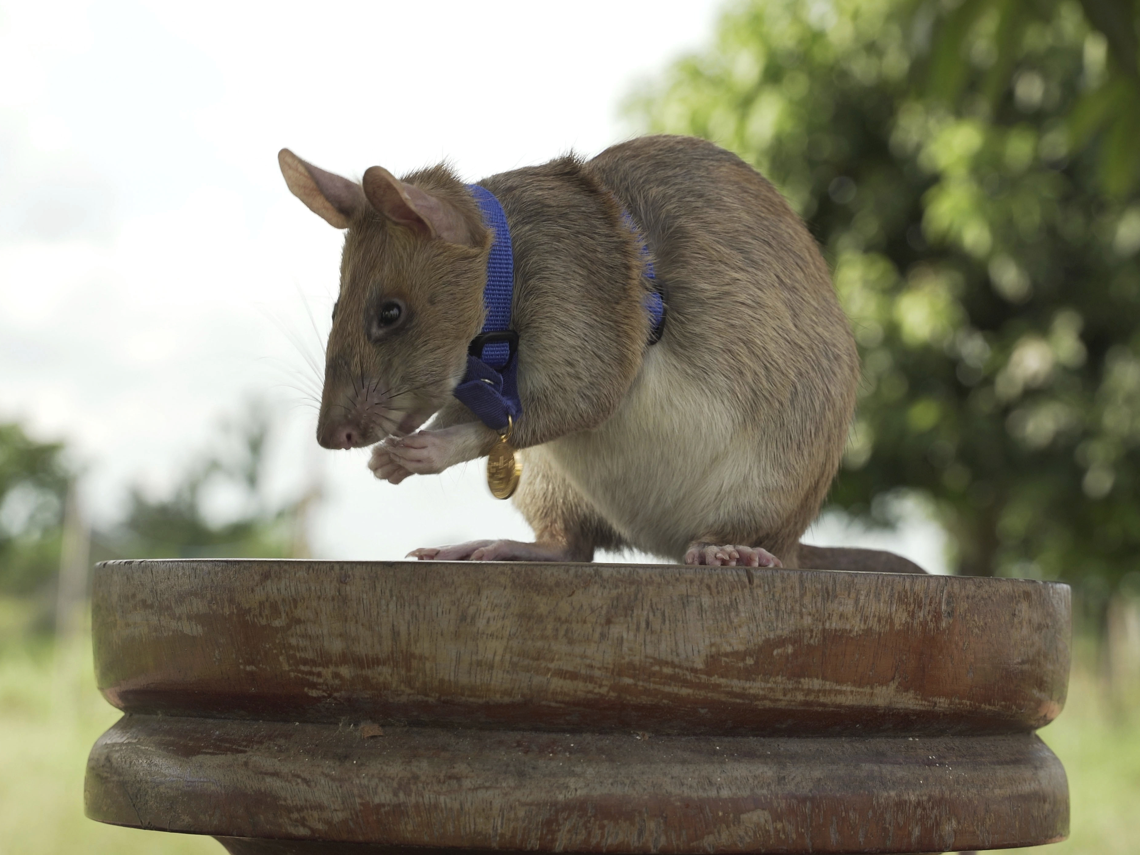 Hero Rat Wins A Top Animal Award For Sniffing Out Land Mines NPR