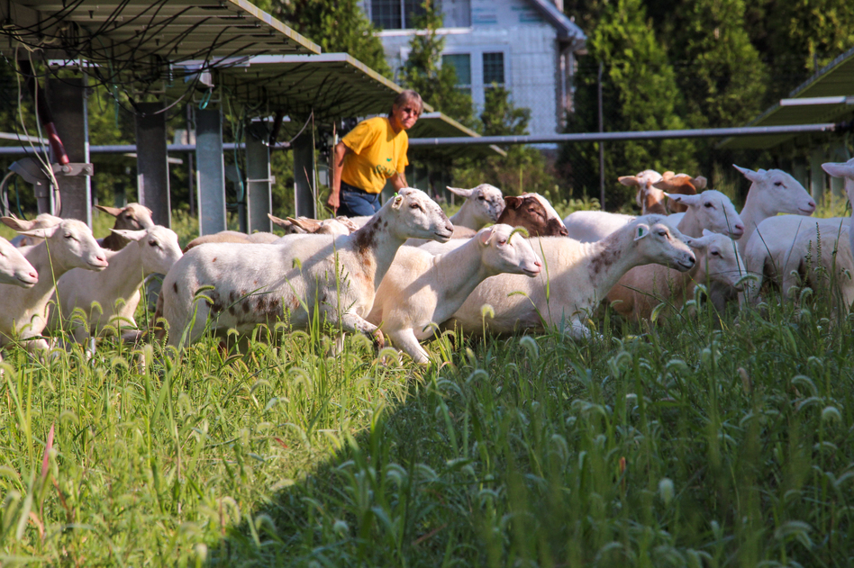 Julie Bishop raises the Katahdin breed of sheep, which have hair rather than wool.