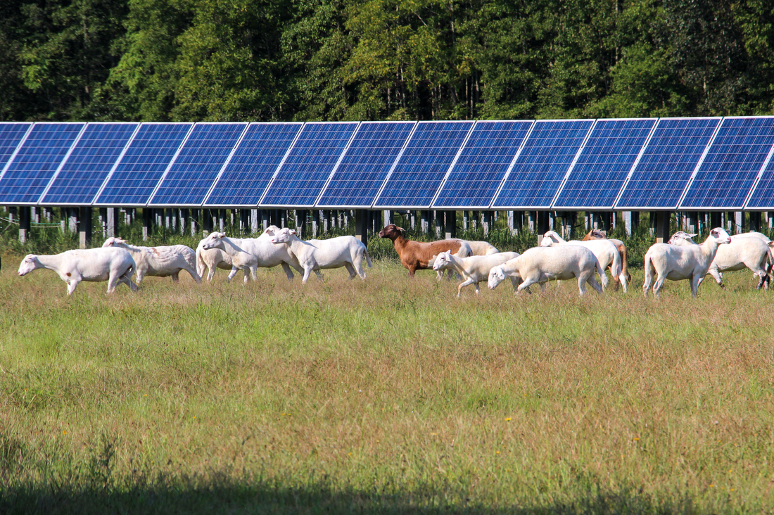 Solar Farms Can Be Compatible With Farming : NPR