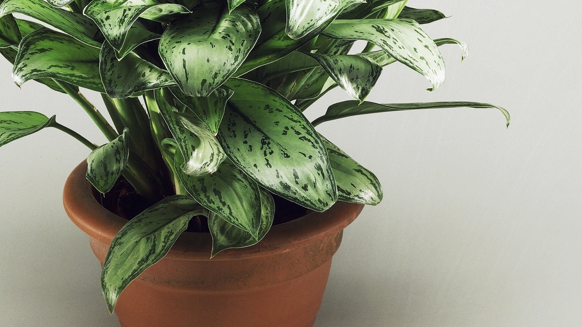 Does Talking To Plants Help Them Grow? Short Wave NPR