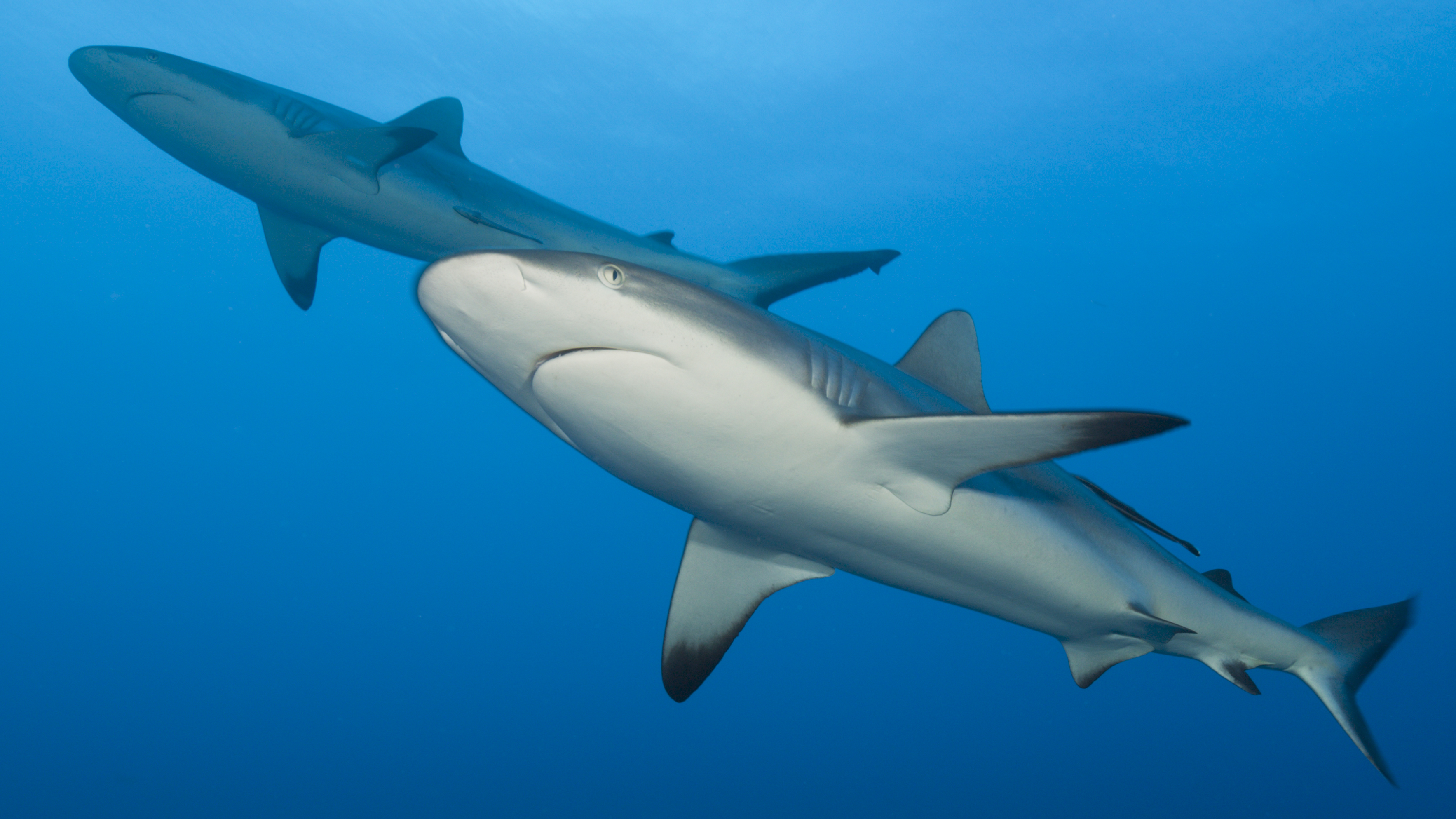 Grey reef sharks, seen in Fiji, are among the top species of sharks fished for their liver oil.