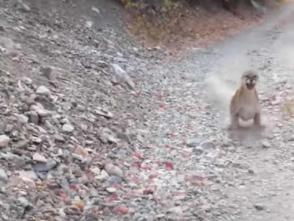 A mountain lion charges towards runner Kyle Burgess in Provo, Utah. (YouTube)
