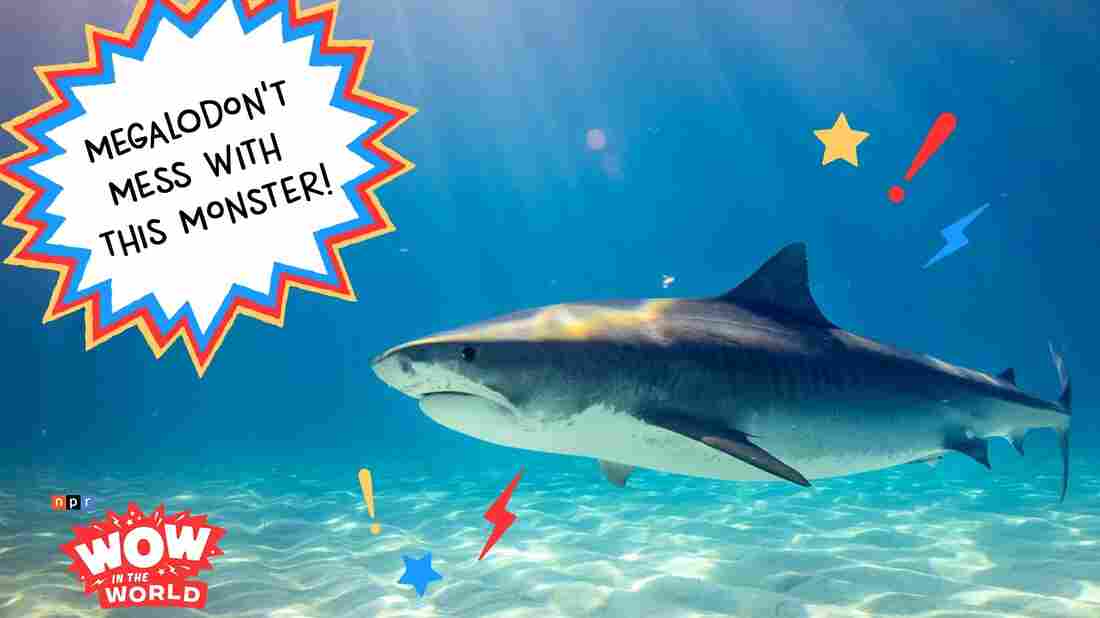 When you think of the most ferocious and terrifying predators to roam the seven seas, you might think of the fearsome, 10ft, 2 ton, Great White Shark! But that big fish ain't nothing compared to the sharks that used to swim around the Pacific 20 million year ago!