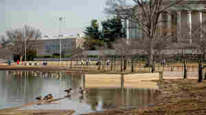 Landscape Architects Unveil Plans To Save The National Mall's Tidal Basin
