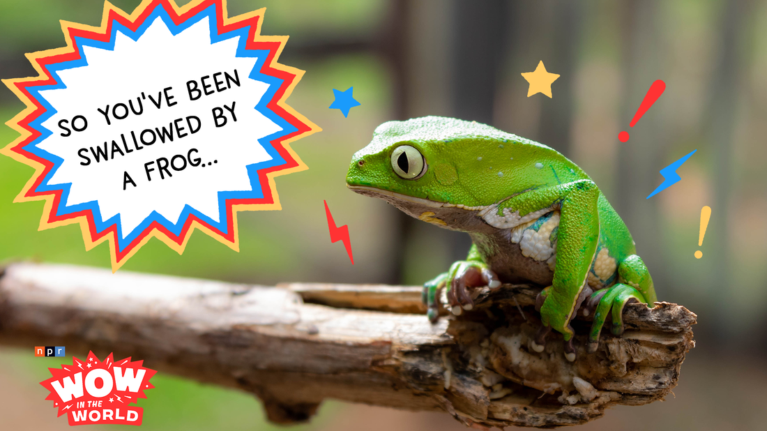 When Mindy awakes the whole neighborhood for some morning mindfulness, Guy Raz and the gang find themselves stuck in a stomach-churning guided meditation that offers only one way out...of a FROG. It's the Who, What, When, Where, Why, How and Wow in the World of how to be eaten by a frog and live to tell the tale!