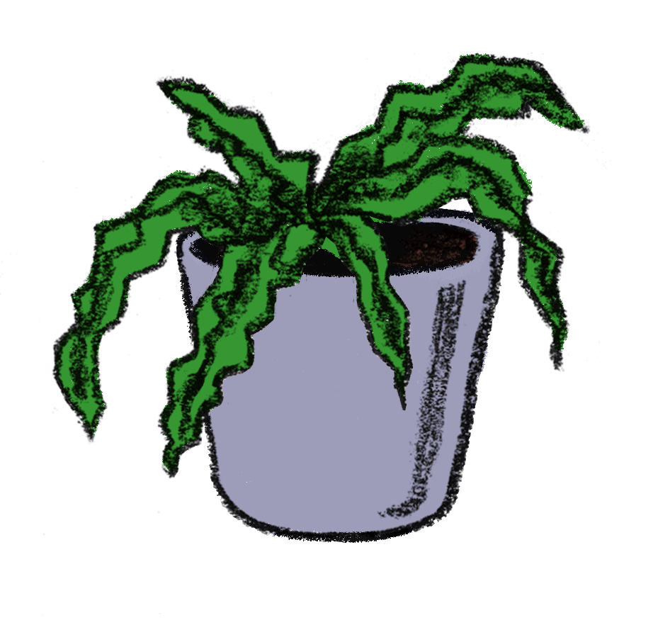 Sad plant