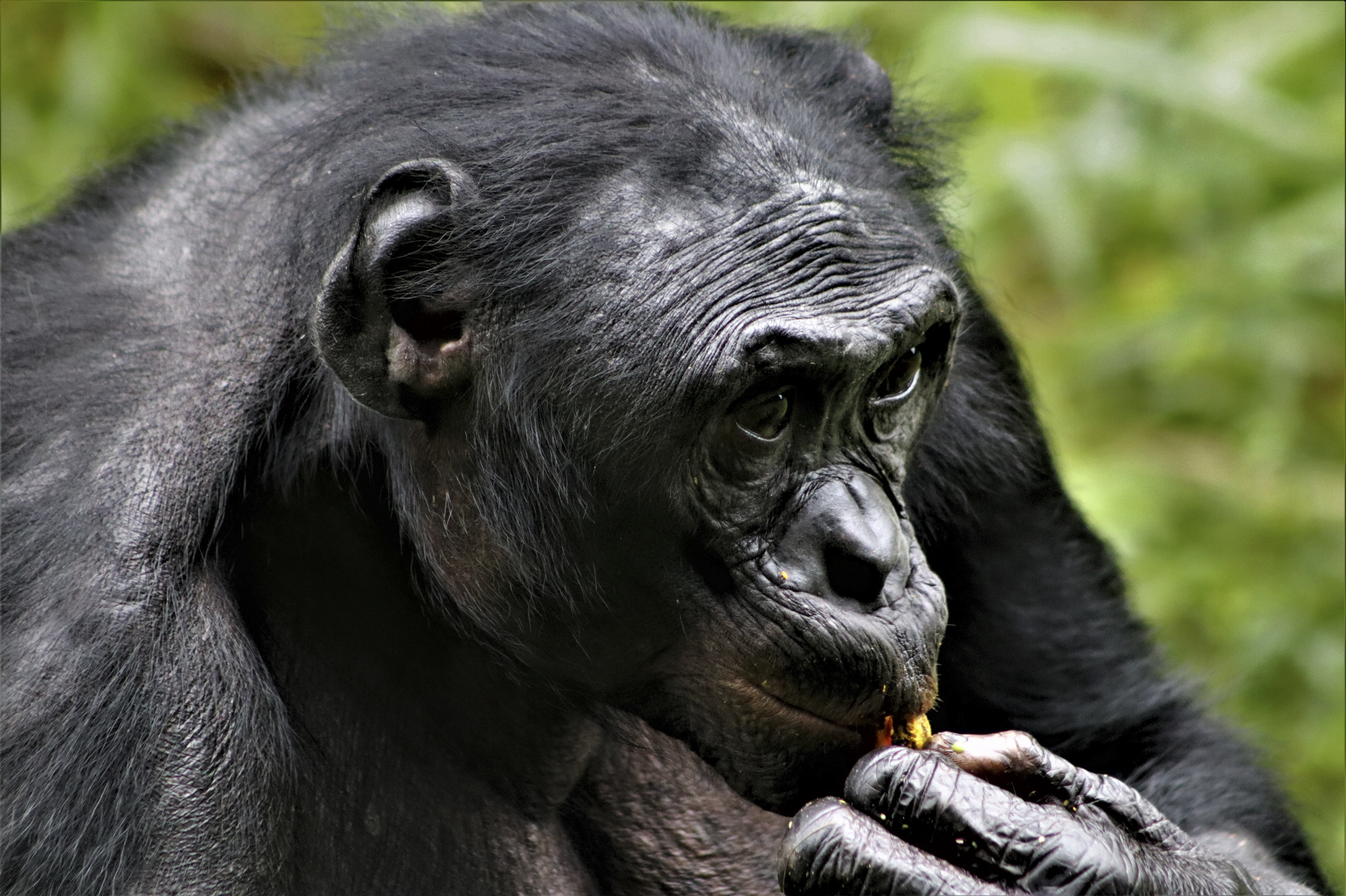 Researchers have observed that the friendliest male bonobos, like this male resident of Lola Ya Bonobo sanctuary in the Democratic Republic of the Congo, tend to be the most successful. Early humans may have had the same experience with their peers. (Ley Uwera for NPR)