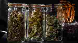 Rigorous Study Backs A Psychedelic Treatment For Major Depression