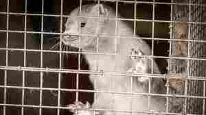 Denmark To Kill Up To 17 Million Minks After Discovering Mutated Coronavirus