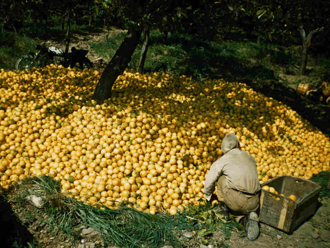 The lemon harvest in Sicily, circa 1970. (Photo by Garry Hogg/Getty Images)