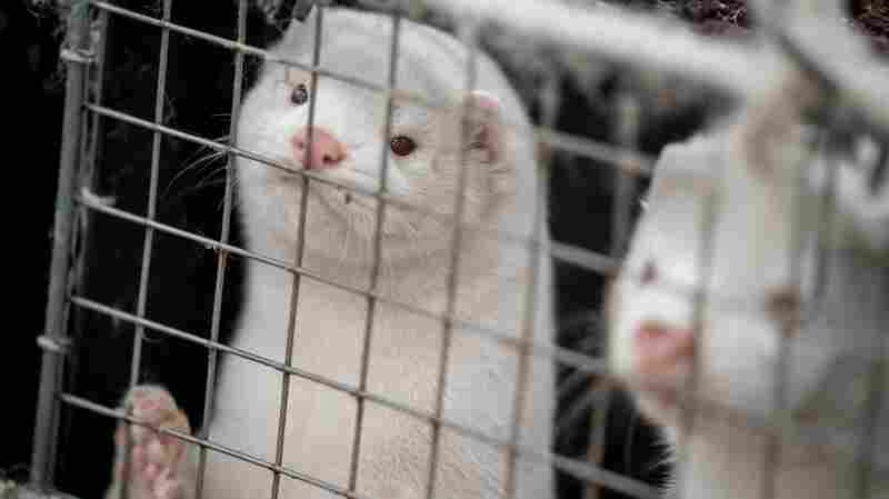 Parts Of Northern Denmark On Lockdown Over Coronavirus Variant Outbreak In Minks