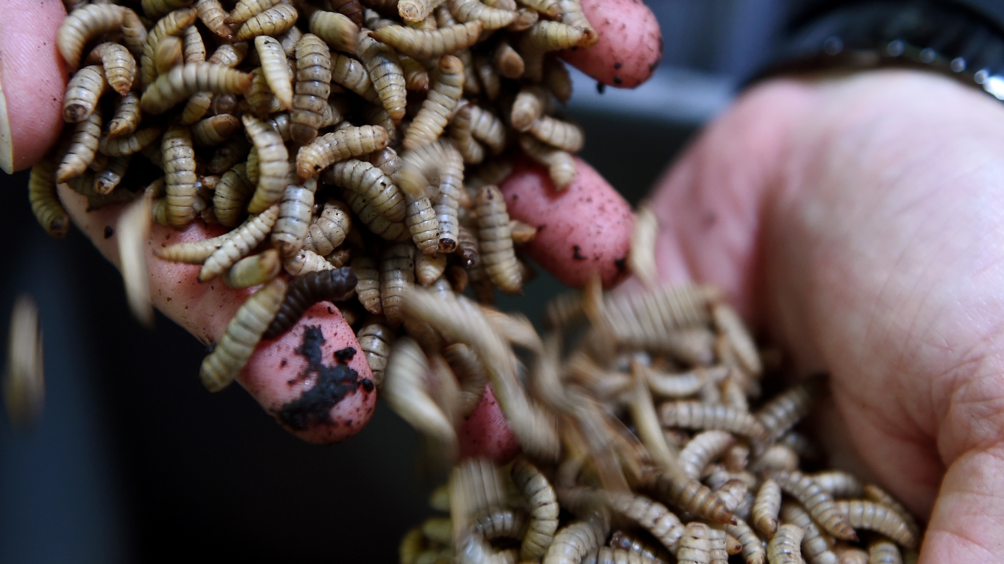 Black soldier fly larvae will be one of the animal protein alternatives found in Nestle