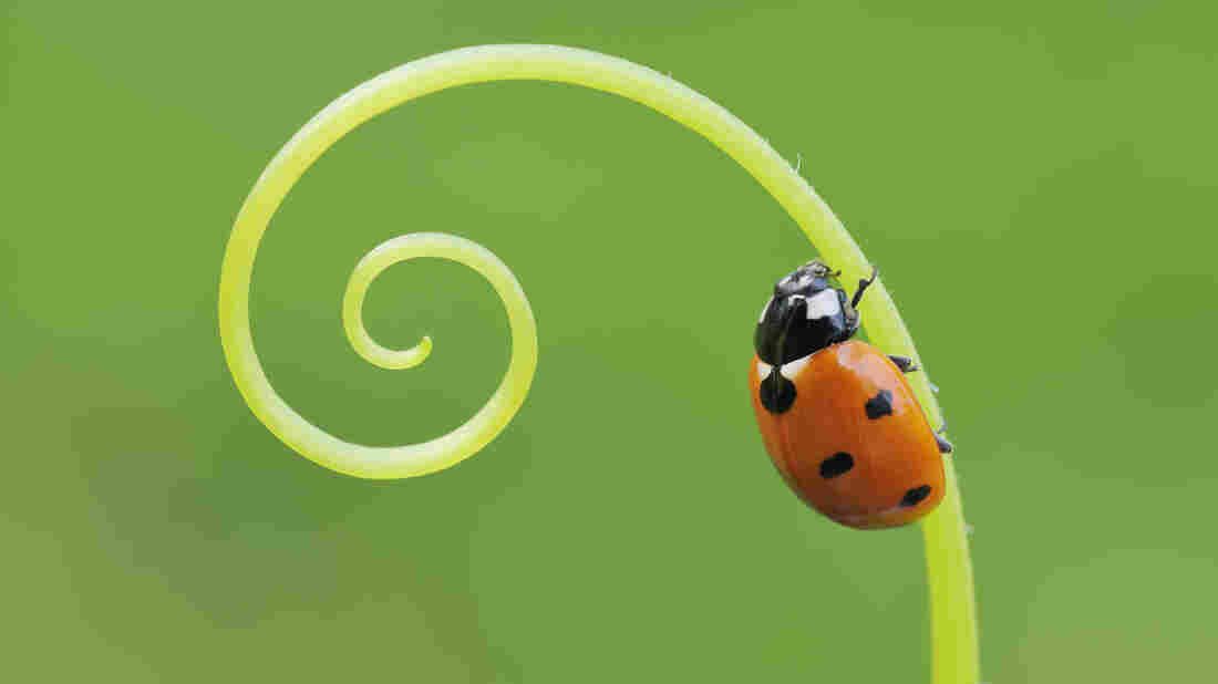 Lady bug on a stem