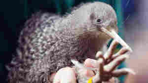 Voter Fraud Ruffles New Zealand 'Bird Of The Year' Competition