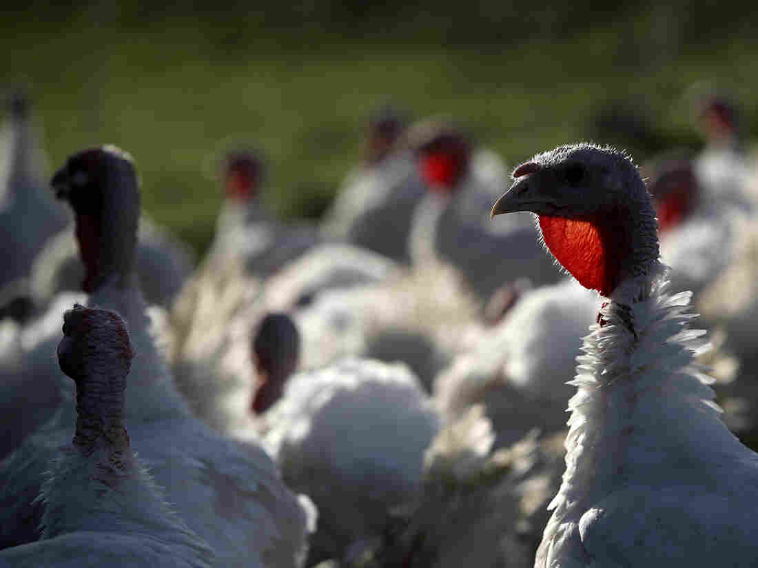 A gang of turkeys