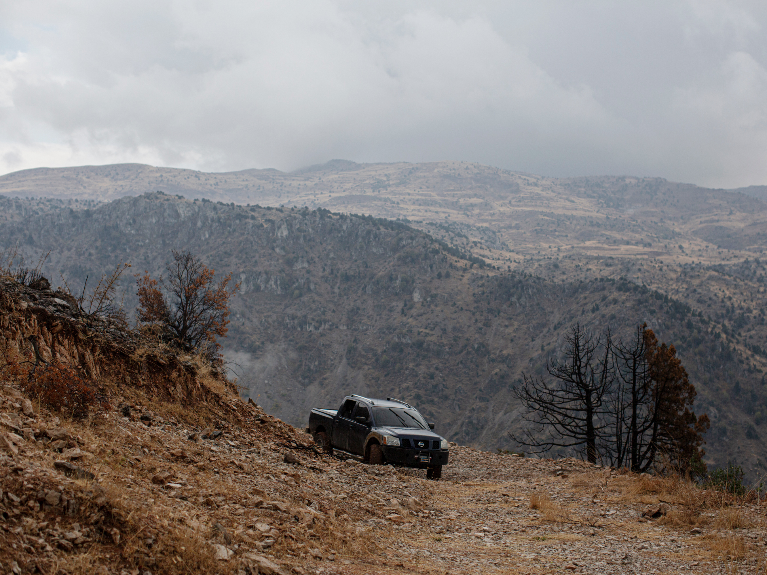 Climate Change Closes In On Lebanon's Iconic Cedar Trees | NCPR News