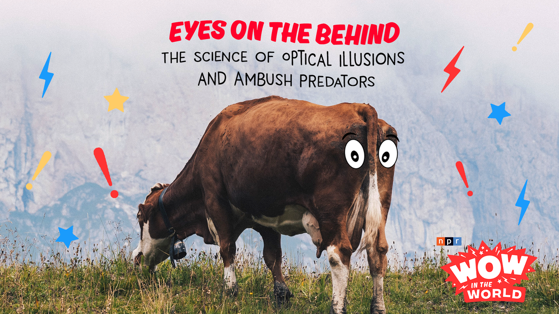 Just when you thought the world of wow couldn't get any weirder, Mindy and Dennis are painting eyes on cows' butts...for science! But WHY? Join Guy Raz, Mindy, and the gang as they uncover the Who, What, When, Where, Why, How, and Wow in the World of optical illusions and ambush predators!