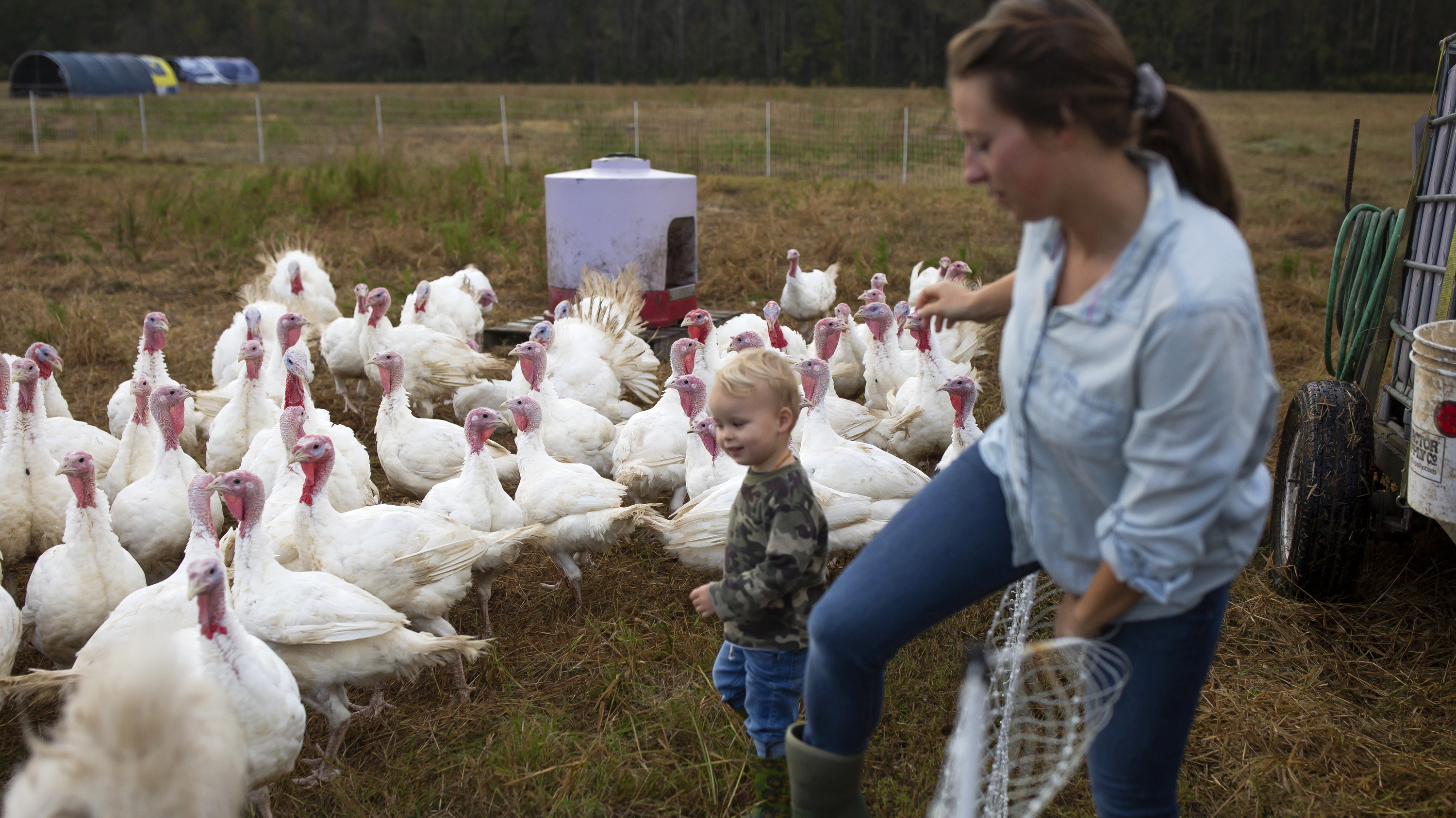 Thanksgiving Turkeys Are Smaller This Year As Americans ...