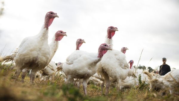 Broad Breasted White turkeys roam their open-air enclosure on the Shenk Family Farm in Newport, N.C. Smaller turkeys are in demand this Thanksgiving as many families plan on staying home rather than attending large gatherings.