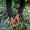 A Garden Is The Frontline In The Fight Against Racial Inequality And Disease