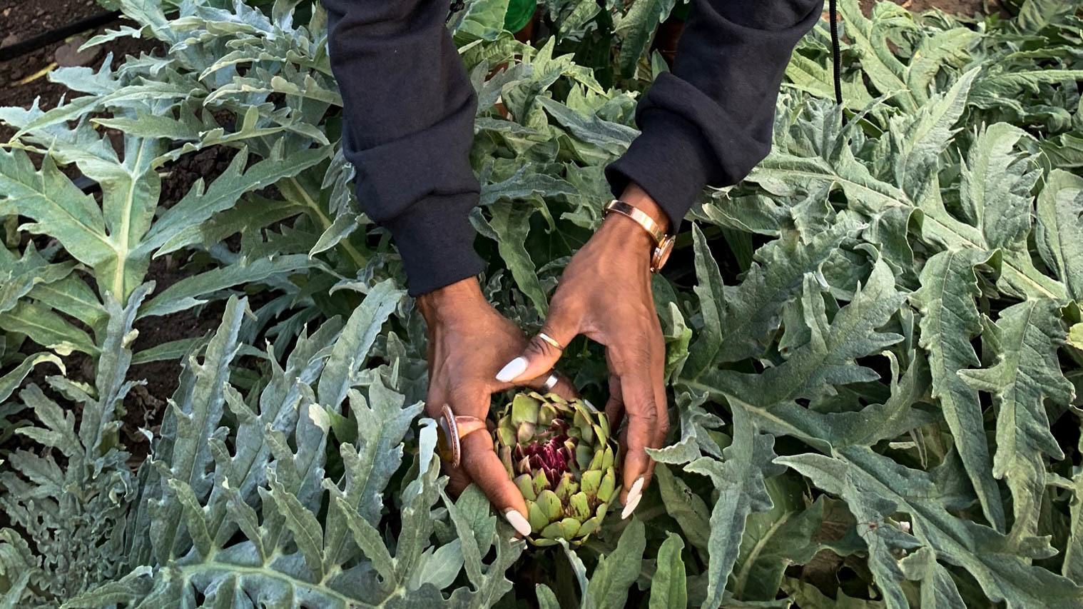 Princess Haley, co-founder of a group called Appetite for Change, picks an artichoke to go into supply boxes of fresh produce. The group