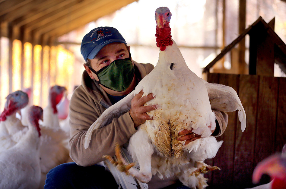 Donald Baffoni holds a 6-month-old turkey this month at Baffoni's Poultry Farm in Johnston, R.I. (John Tlumacki/The Boston Globe via Getty Images)