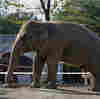 'World's Loneliest Elephant' Moving To Sanctuary, With Help From Cher