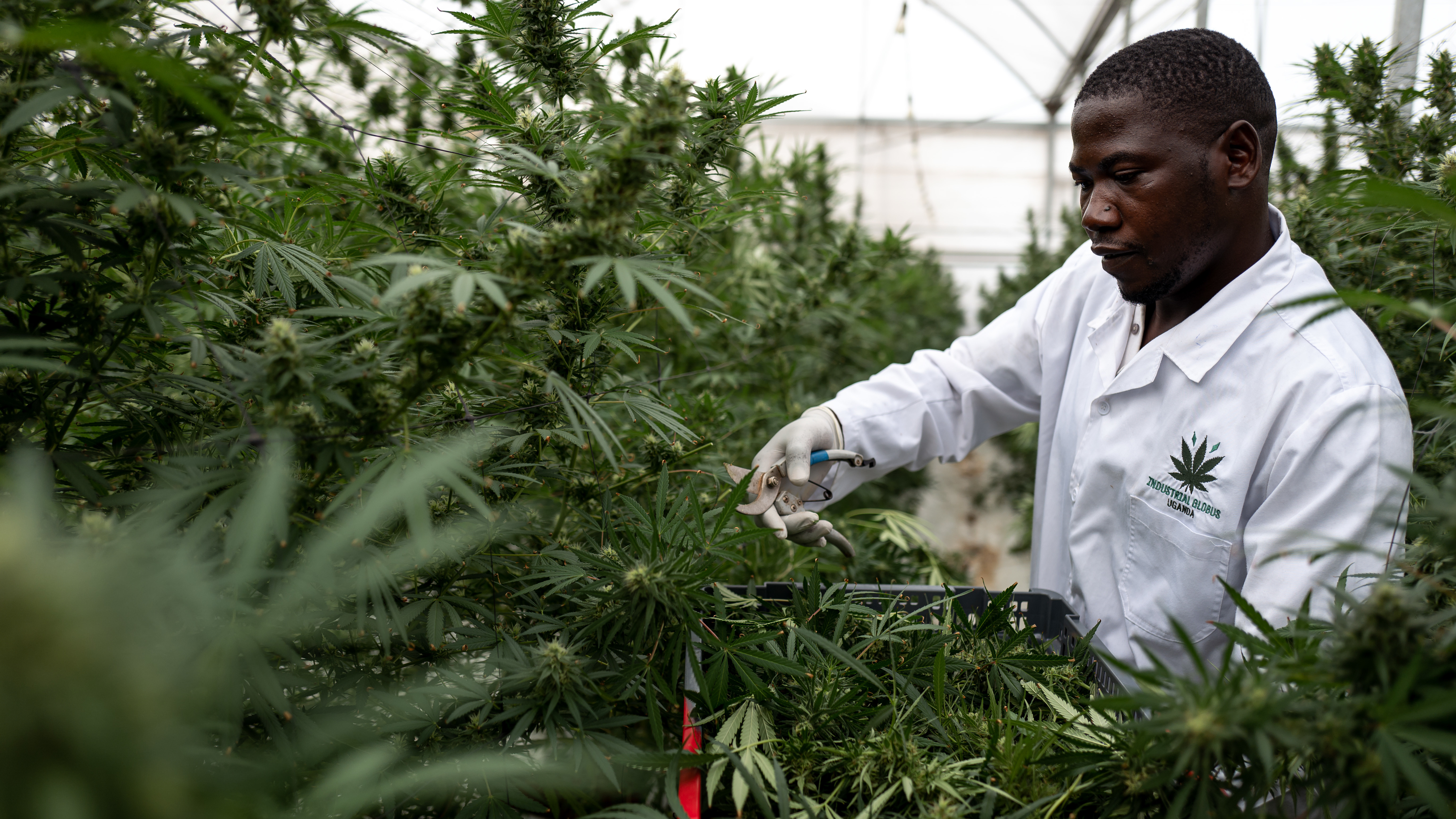 A worker picks Cannabis inside a greenhouse on Nov. 10, in Kasese, Uganda. Uganda is one of several African countries looking to produce medical cannabis for export to Europe and America. On Wednesday, the U.N. Commission on Narcotic Drugs voted to reclassify cannabis.