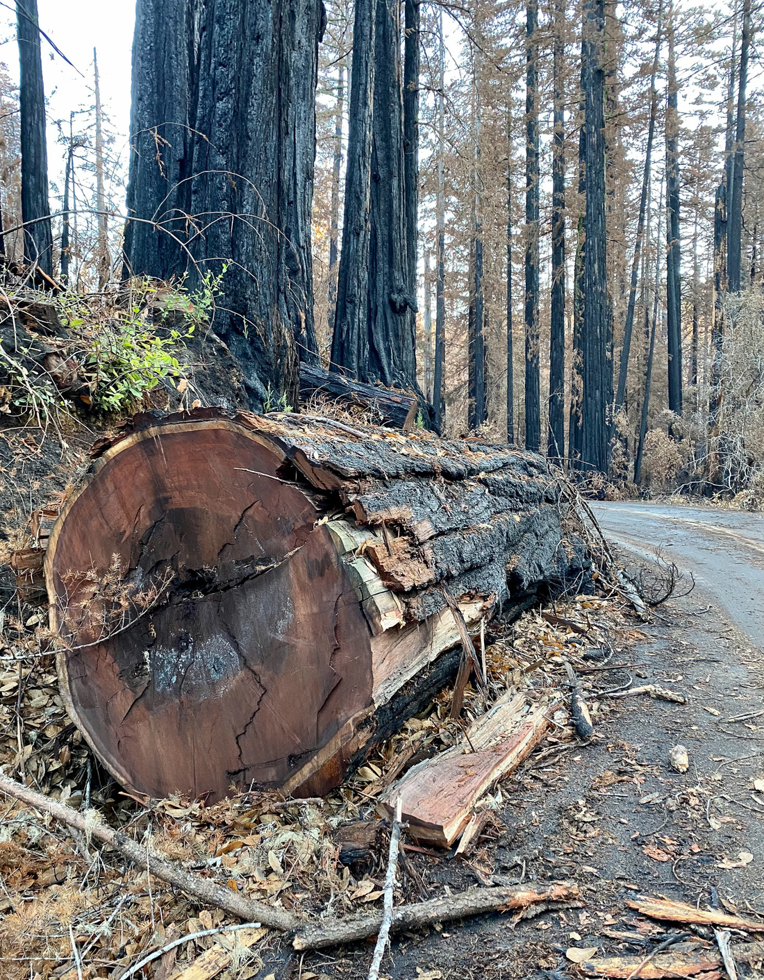 California's Ancient Redwoods Face New Challenge From Wildfires And