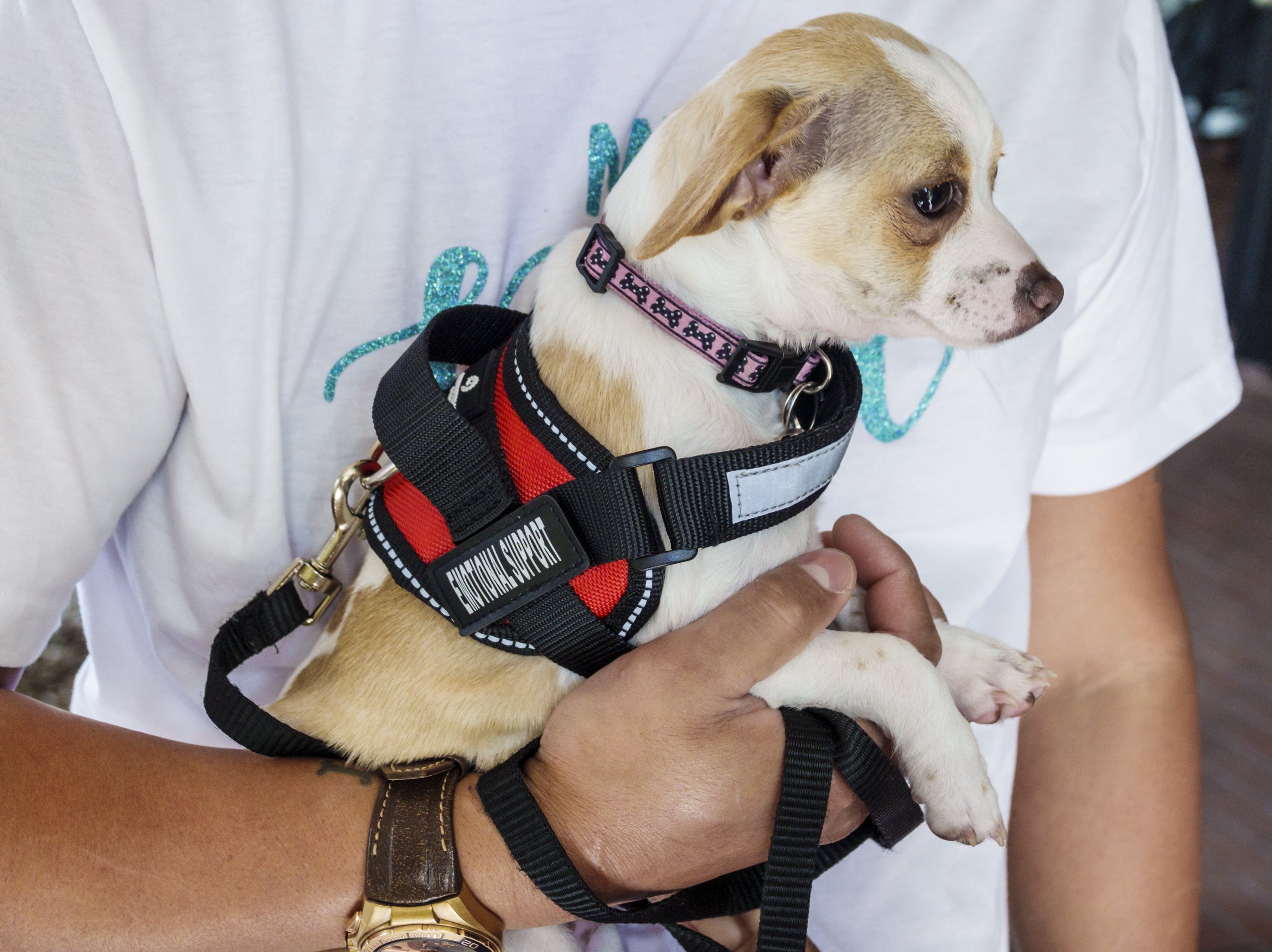 American airlines emotional support dogs hotsell